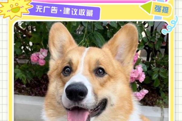 给狗狗起名字-狗名大全-母狗狗的名字-公狗狗的名字-名字大全-华易算命网姓名